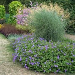 Rozanne® Cranesbill 8 Rozanne® Cranesbill -Great Garden Plants Shop geranium rozanne cranesbill 3