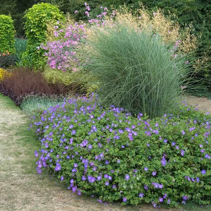 Rozanne® Cranesbill 4 Rozanne® Cranesbill - Image 4