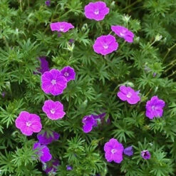 'Vision Violet' Cranesbill