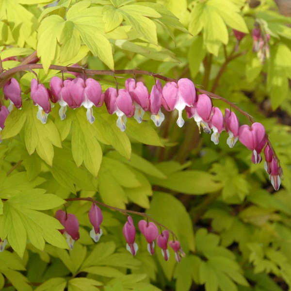 'Gold Heart' Bleeding Heart 1 'Gold Heart' Bleeding Heart
