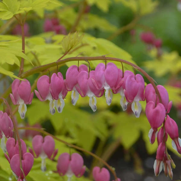 'Gold Heart' Bleeding Heart 3 'Gold Heart' Bleeding Heart - Image 3