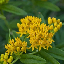 'Hello Yellow' Milkweed -Great Garden Plants Shop hello yellow milkweed 2