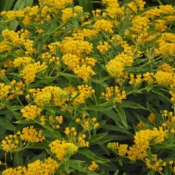 'Hello Yellow' Milkweed -Great Garden Plants Shop hello yellow milkweed 3