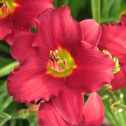 'Pardon Me' Daylily -Great Garden Plants Shop hemerocallis pardon me daylily 1