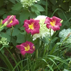 'Ruby Stella' Daylily -Great Garden Plants Shop hemerocallis ruby stella 4