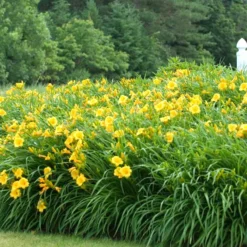'Stella D'Oro' Daylily -Great Garden Plants Shop hemerocallis stella doro daylily 3