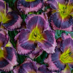 Rainbow Rhythm® 'Storm Shelter' Daylily 7 Rainbow Rhythm® 'Storm Shelter' Daylily -Great Garden Plants Shop hemerocallis storm shelter 2