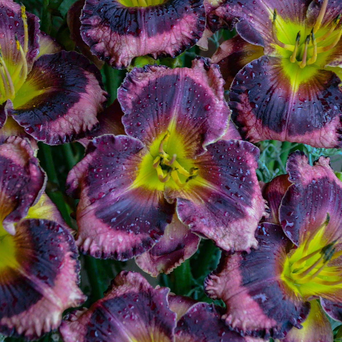 Rainbow Rhythm® 'Storm Shelter' Daylily 3 Rainbow Rhythm® 'Storm Shelter' Daylily - Image 3