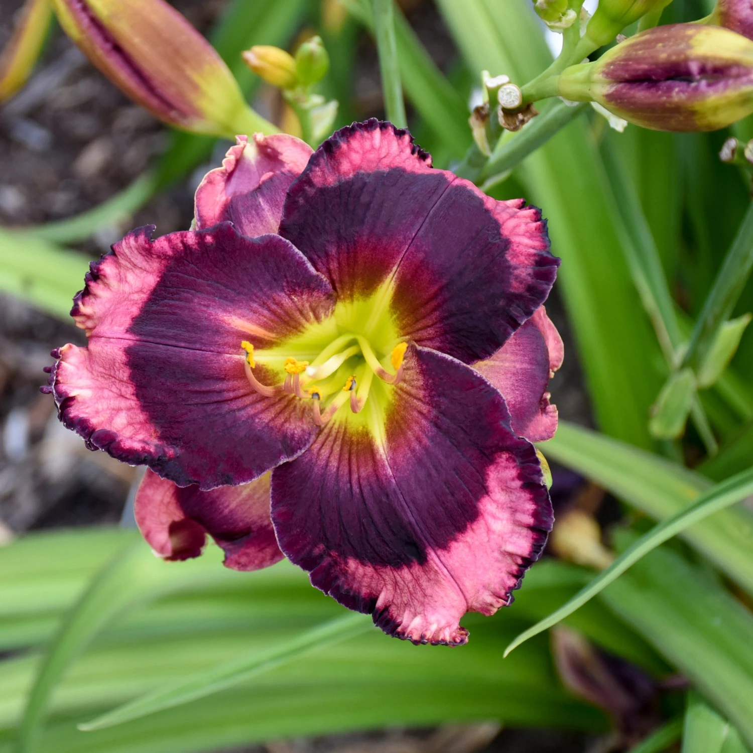 Rainbow Rhythm® 'Storm Shelter' Daylily 2 Rainbow Rhythm® 'Storm Shelter' Daylily - Image 2