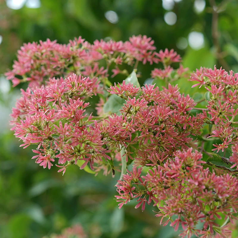 Temple Of Bloom® Seven Son Flower 2 Temple Of Bloom® Seven Son Flower - Image 2