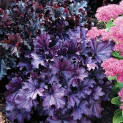 ForeverĀ® Purple Coral Bells