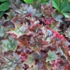 'Palace Purple' Coral Bells