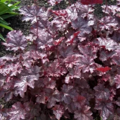 'Palace Purple' Coral Bells -Great Garden Plants Shop heuchera palace purple 3 sw