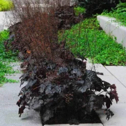 'Palace Purple' Coral Bells -Great Garden Plants Shop heuchera palace purple 5 sw