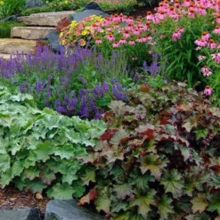 'Palace Purple' Coral Bells -Great Garden Plants Shop heuchera palace purple 6 sw