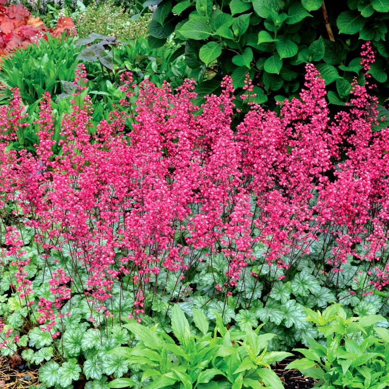 'Paris' Coral Bells 1 'Paris' Coral Bells