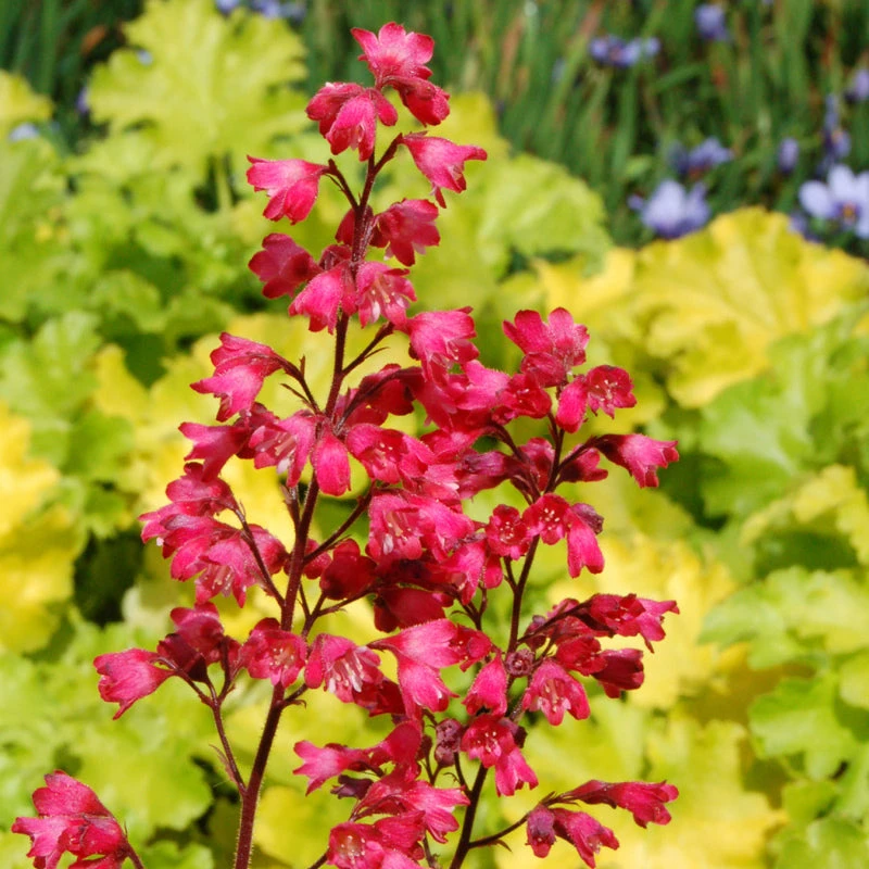 'Paris' Coral Bells 2 'Paris' Coral Bells - Image 2