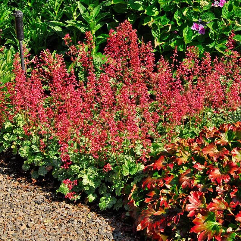 'Paris' Coral Bells 3 'Paris' Coral Bells - Image 3