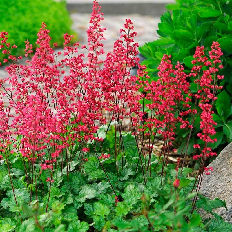'Paris' Coral Bells 4 'Paris' Coral Bells - Image 4