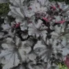 Primo® 'Black Pearl' Coral Bells