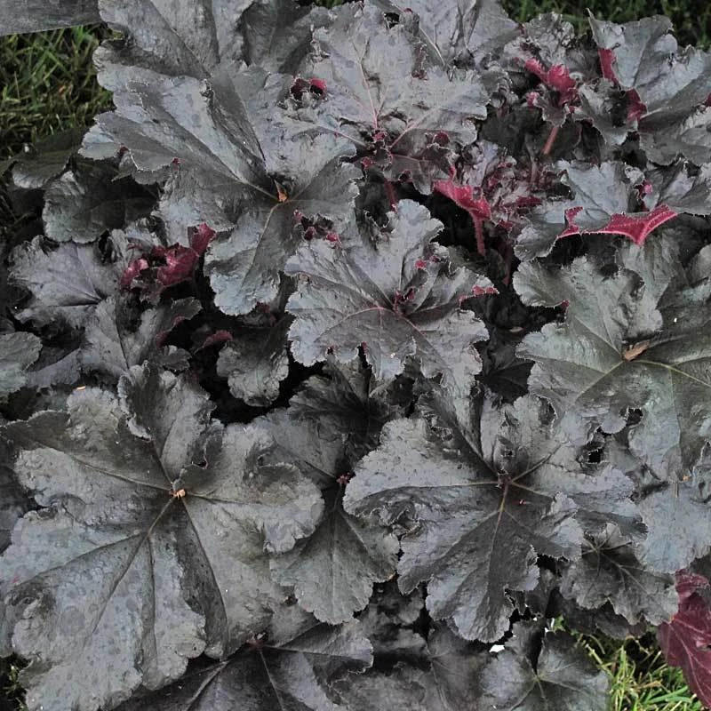 Primo® 'Black Pearl' Coral Bells 1 Primo® 'Black Pearl' Coral Bells