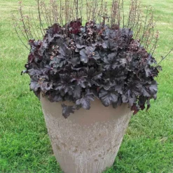Primo® 'Black Pearl' Coral Bells 10 Primo® 'Black Pearl' Coral Bells -Great Garden Plants Shop heuchera primo black pearl coral bells 4