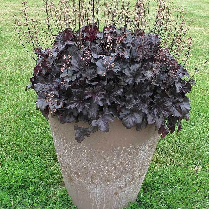 Primo® 'Black Pearl' Coral Bells 4 Primo® 'Black Pearl' Coral Bells - Image 4