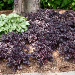 Primo® 'Black Pearl' Coral Bells 11 Primo® 'Black Pearl' Coral Bells -Great Garden Plants Shop heuchera primo black pearl coral bells 5