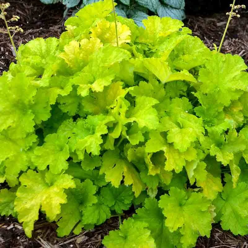 'Twist Of Lime' Coral Bells 2 'Twist Of Lime' Coral Bells - Image 2