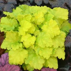 'Twist Of Lime' Coral Bells 9 'Twist Of Lime' Coral Bells -Great Garden Plants Shop heuchera twist of lime 3