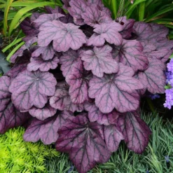Primo® 'Wild Rose' Coral Bells 10 Primo® 'Wild Rose' Coral Bells -Great Garden Plants Shop heuchera wild rose 5