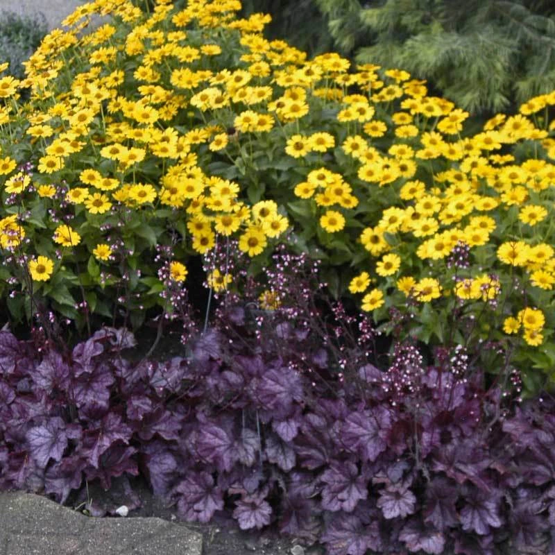 Primo® 'Wild Rose' Coral Bells 3 Primo® 'Wild Rose' Coral Bells - Image 3