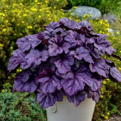 Mother's Day Collection -Great Garden Plants Shop heuchera wildberry 1