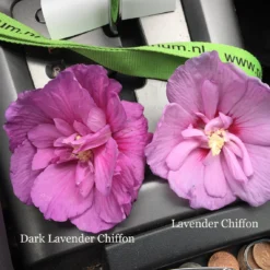Dark Lavender Chiffon® Rose Of Sharon -Great Garden Plants Shop hibiscus dark lavender chiffon 1