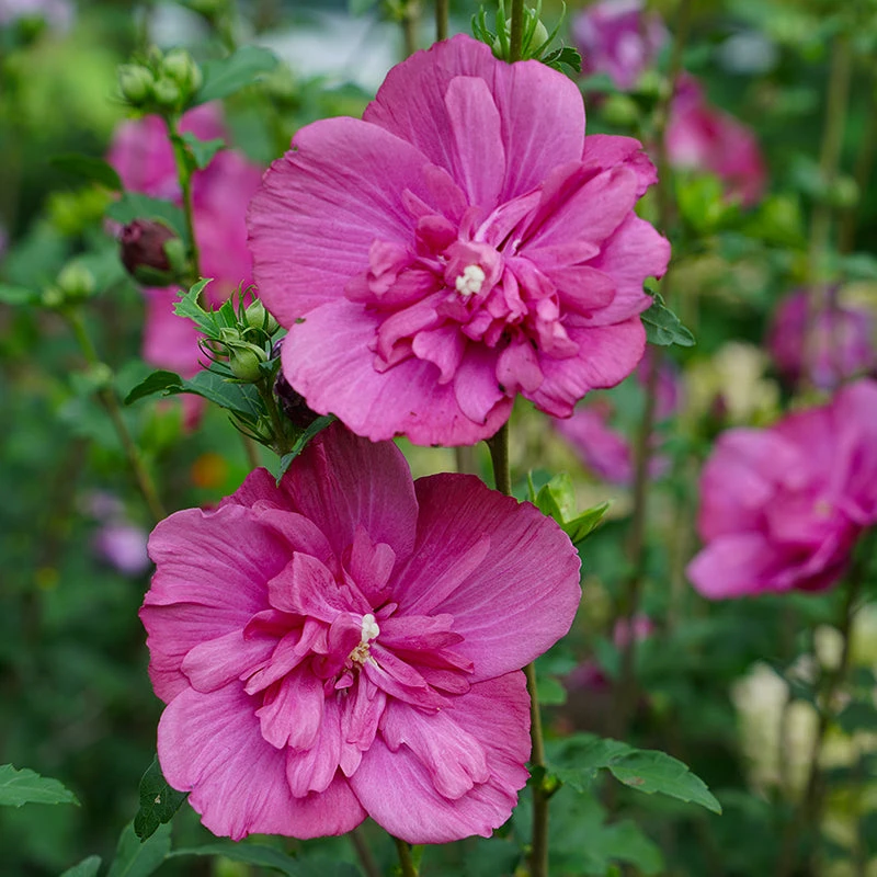 Magenta Chiffon® Rose Of Sharon 2 Magenta Chiffon® Rose Of Sharon - Image 2