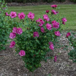 Magenta Chiffon® Rose Of Sharon 6 Magenta Chiffon® Rose Of Sharon -Great Garden Plants Shop hibiscus magenta chiffon 3