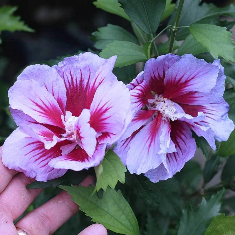 Purple Pillar® Rose Of Sharon 2 Purple Pillar® Rose Of Sharon - Image 2