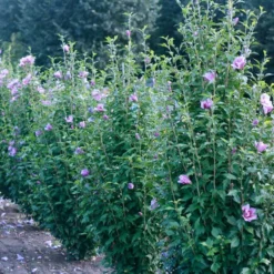 Purple Pillar® Rose Of Sharon 11 Purple Pillar® Rose Of Sharon -Great Garden Plants Shop hibiscus purple pillar 3