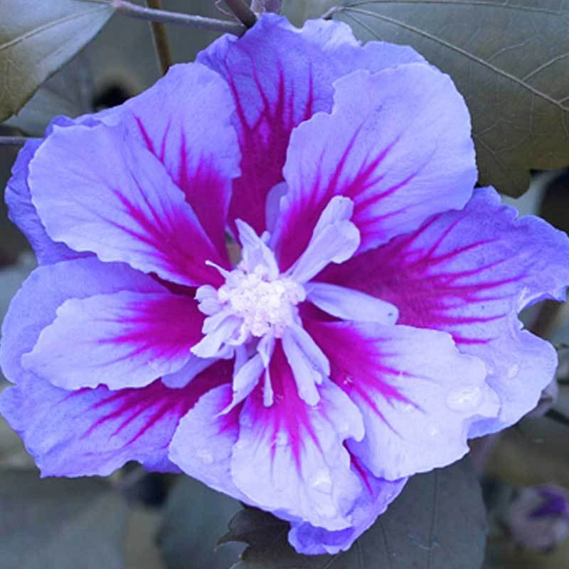 Purple Pillar® Rose Of Sharon 6 Purple Pillar® Rose Of Sharon - Image 6