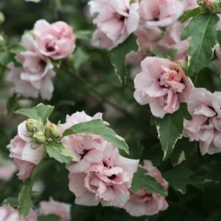 Sugar Tip® Rose Of Sharon 7 Sugar Tip® Rose Of Sharon -Great Garden Plants Shop hibiscus sugar tip 3