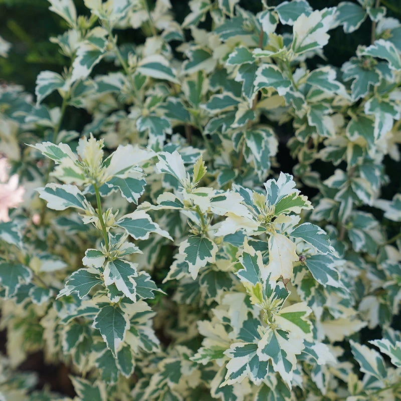 Sugar Tip® Rose Of Sharon 4 Sugar Tip® Rose Of Sharon - Image 4