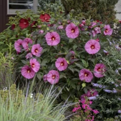 Summerific® 'Berry Awesome' Perennial Hibiscus -Great Garden Plants Shop hibiscus summerific berry awesome 2 sw