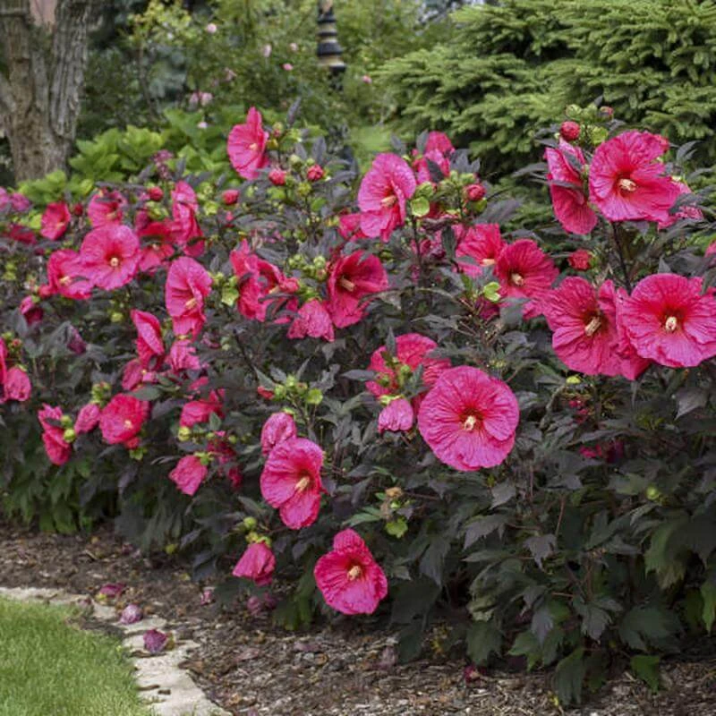 Summerific® 'Evening Rose' Perennial Hibiscus 2 Summerific® 'Evening Rose' Perennial Hibiscus - Image 2