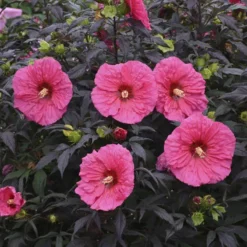 Summerific® 'Evening Rose' Perennial Hibiscus 8 Summerific® 'Evening Rose' Perennial Hibiscus -Great Garden Plants Shop hibiscus summerific evening rose 4 sw