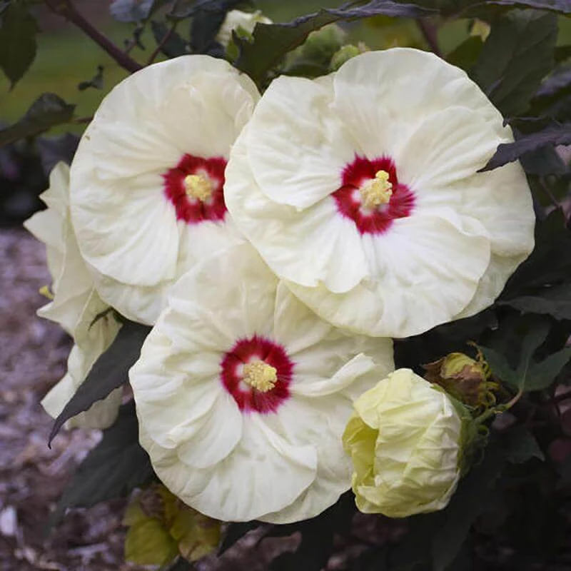 Summerific® 'French Vanilla' Perennial Hibiscus 2 Summerific® 'French Vanilla' Perennial Hibiscus - Image 2