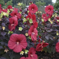 Summerific® 'Holy Grail' Perennial Hibiscus -Great Garden Plants Shop hibiscus summerific holy grail 2 sw