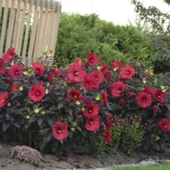 Summerific® 'Holy Grail' Perennial Hibiscus -Great Garden Plants Shop hibiscus summerific holy grail 4 sw