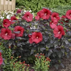 Summerific® 'Holy Grail' Perennial Hibiscus -Great Garden Plants Shop hibiscus summerific holy grail 5 sw