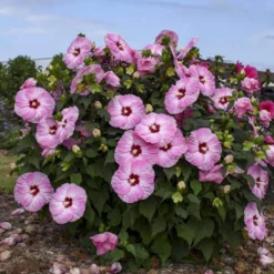 Summerific® 'Spinderella' Perennial Hibiscus -Great Garden Plants Shop hibiscus summerific spinderella 1 sw