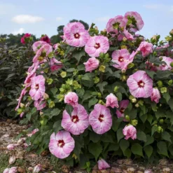Summerific® 'Spinderella' Perennial Hibiscus -Great Garden Plants Shop hibiscus summerific spinderella 2 sw
